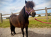 Pretty Miniature Shetland mare 4yo 33&rdquo;