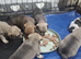 Pomchi puppies for sale