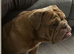 English bull dog looking for happy ever after
