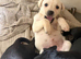 STUNNING PUPPIES LOOKING FOR FOREVER HOMES