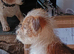 Jack Russell puppy long haired boy fully vaccinated