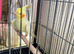 Cockatiel 12 weeks old. Lutino.