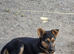 German Sheherd
