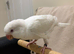 Hand reared Quaker baby
