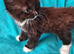 Adorable Ragdoll Mix kittens