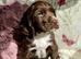 Gorgeous Sprocker Spaniel pups
