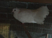Fantail doves