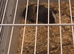 2 male guinea pigs for sale