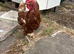 Hen and rooster