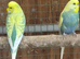 This years pair unrelated