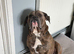 Old English bulldog