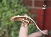 Various crested geckos