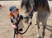 Welsh section a gelding