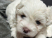 Maltese puppies