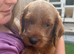 Really today 1 boy and 1 girl available licensed breeder
