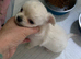 Apple head chihuahua s in Swansea