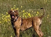 3/4 presa canario 1/4 Dogue de Bordeaux