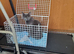 Kittens For sale
