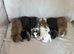 Pure bred mini lops kits- (Stunning)