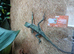 Mountain horned dragon young, captive bred.