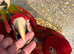Baby greenwing macaws