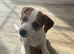 Jack russel girl