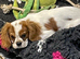 Cavalier King Charles puppies