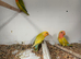 Stunning Various Baby Lovebirds