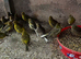 Cocktails Ringneck Lovebirds canaries