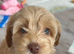 Cockapoo puppies ready now!'