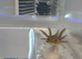 Axolotls ready for homes - various morphs