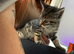 Stunning grey and beige tabby’s part Maine coon