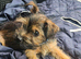 Miniture yorkie boy