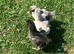 Oliver Egger 4 day old female chicks