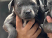 Blue Staffy kc with papers