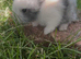 3 Beautiful lionlops from 2 different litters