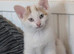 Kittens for sale ready now