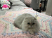 Pedigree white female Scottish fold cat