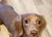 PET ONLY! Mini dachshund