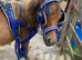 Pretty chestnut Shetland