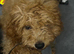 Maltipoo boy f1 red