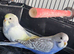 Budgies