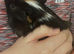 Guinea pig Male