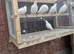 White racein pigeon s