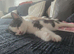 2 black and white female kittens