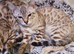 Beautiful Tica Registered Bengal Kittens.