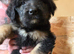 10 left of 11 beautiful Bernedoodle puppies *READY TO GO*