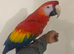 Stunning Talking Very Tame Loving Scarlet Macaw