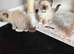 Beautiful Ragdoll Kittens Ready Now.