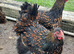 Gold Laced Wyandotte Point of Lay female chickens